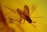 mm Spider (Araneae) & Three Flies In Baltic Amber #123378-1